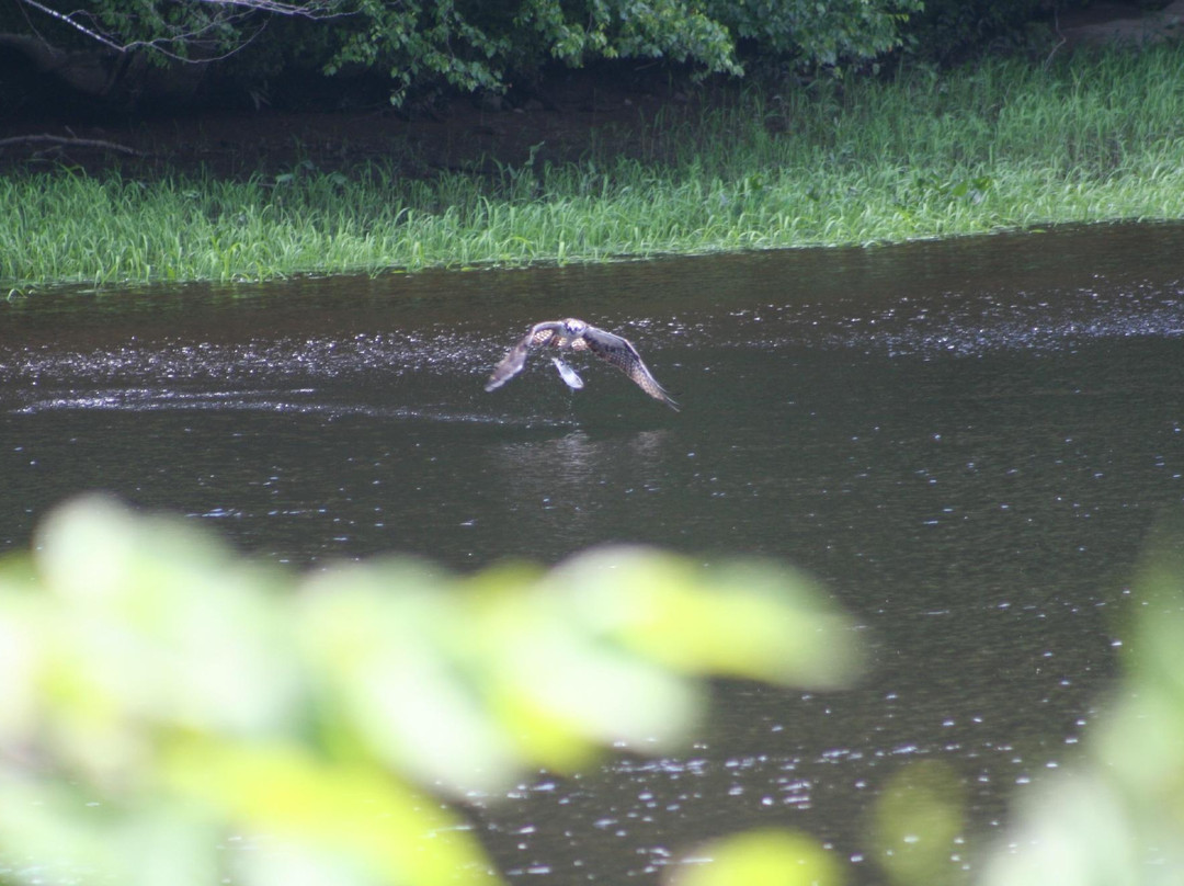Swan Island Wildlife Management Area-Richmond必去景点