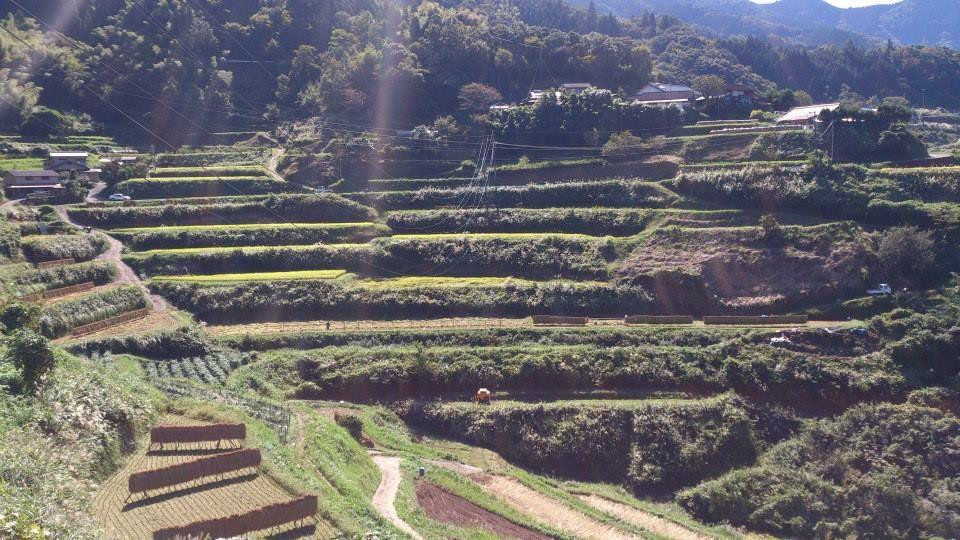 Tokubetsuto Rice Terraces景点图片