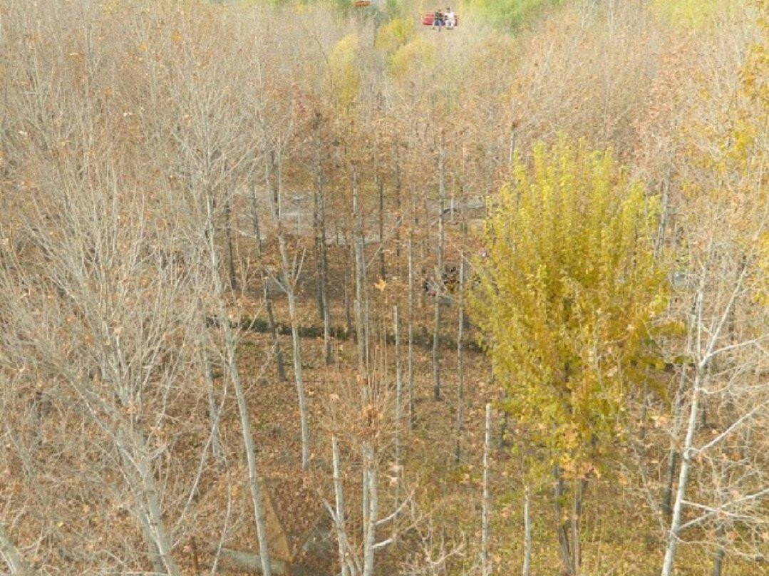 Nazhvan Forest Park景点图片