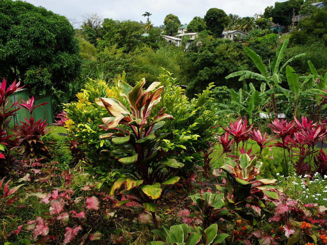 Adventure Tours Grenada - Caribbean-St. George's必去景点