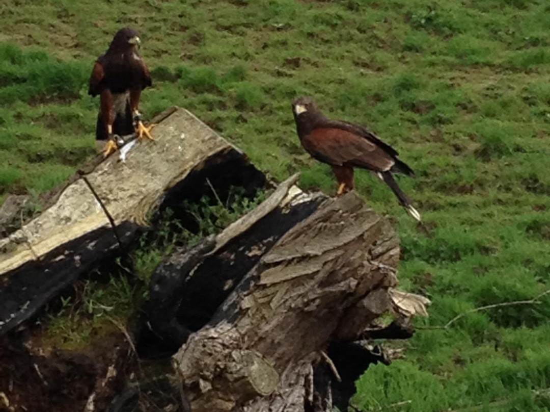Wheatly Birds of Prey Centre景点图片