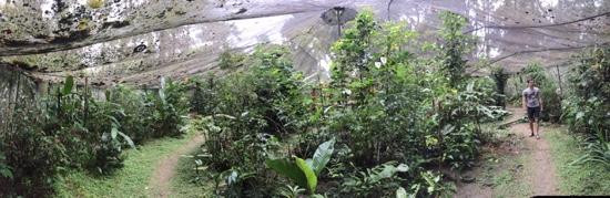 Bocas Butterfly Garden景点图片