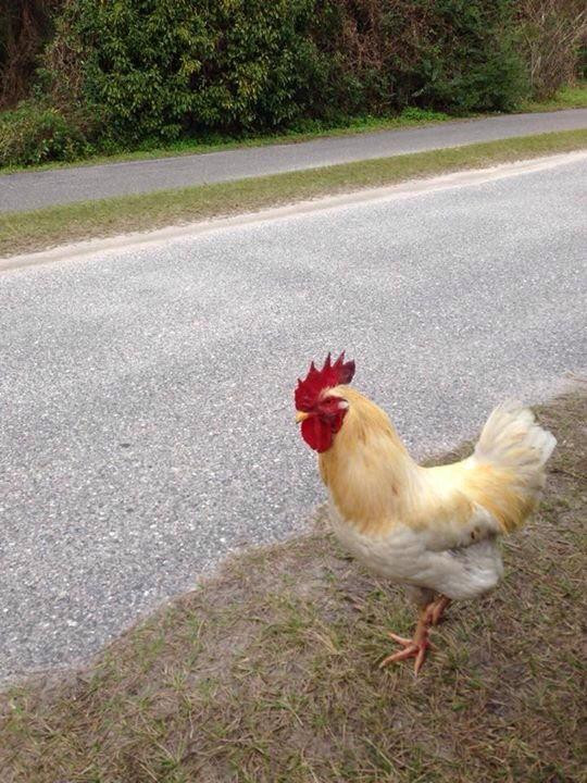 Jacksonville-Baldwin Rail Trail-杰克逊维尔必去景点