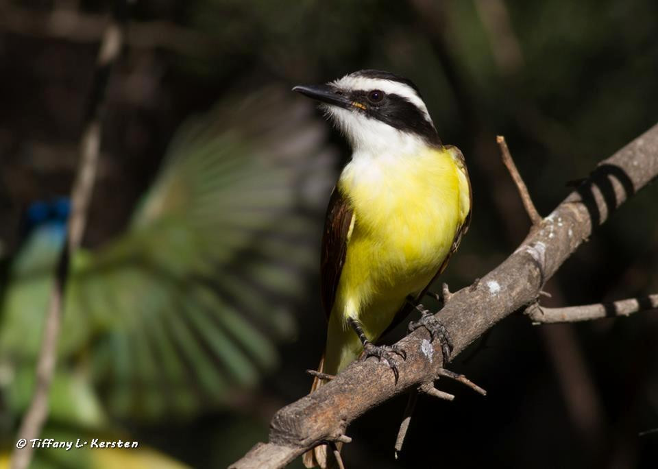 McAllen Nature Center-麦卡伦必去景点