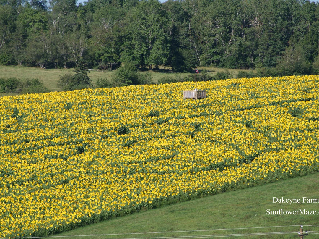 Dakeyne Farm-Falmouth必去景点