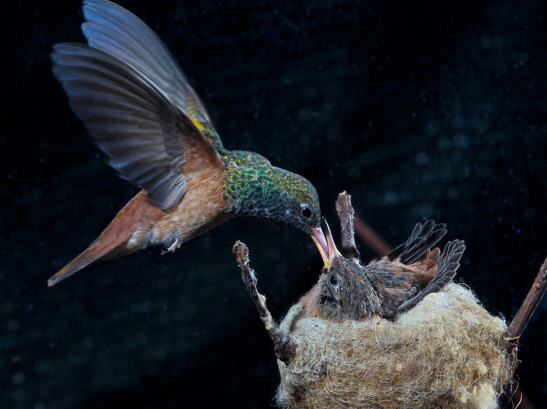 Centro Colibri Di Margherita Hack景点图片