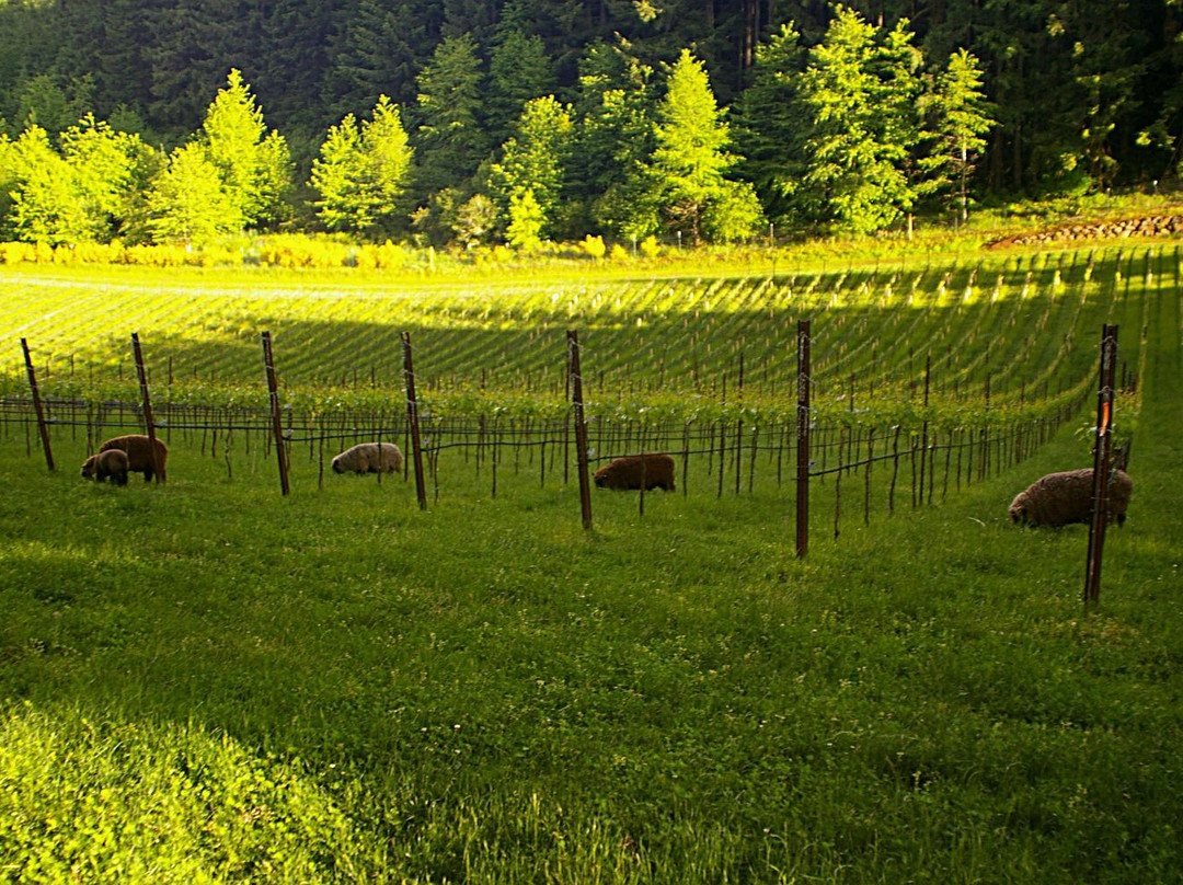 Native Flora Wines景点图片