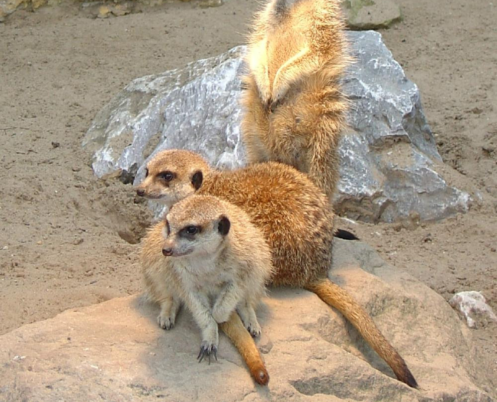 Zoo Plock景点图片