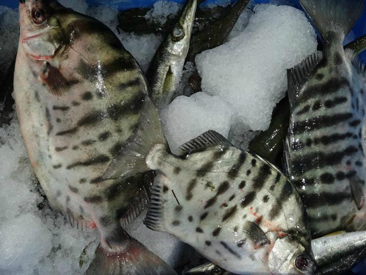 Behind the Scenes at Sydney Fish Market-悉尼必去景点