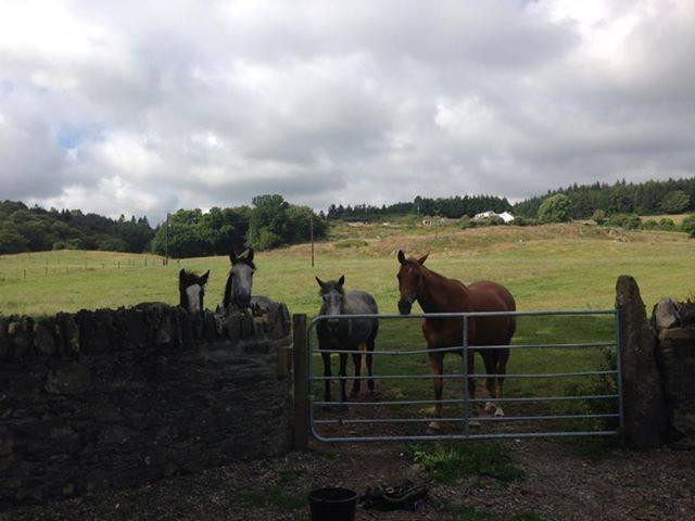 Bergin Equine-Wicklow必去景点