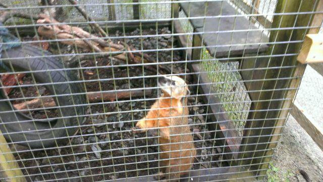 Coolwood Wildlife Park-基拉尼必去景点