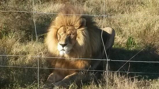 Drakenstein Lion Park-西开普必去景点