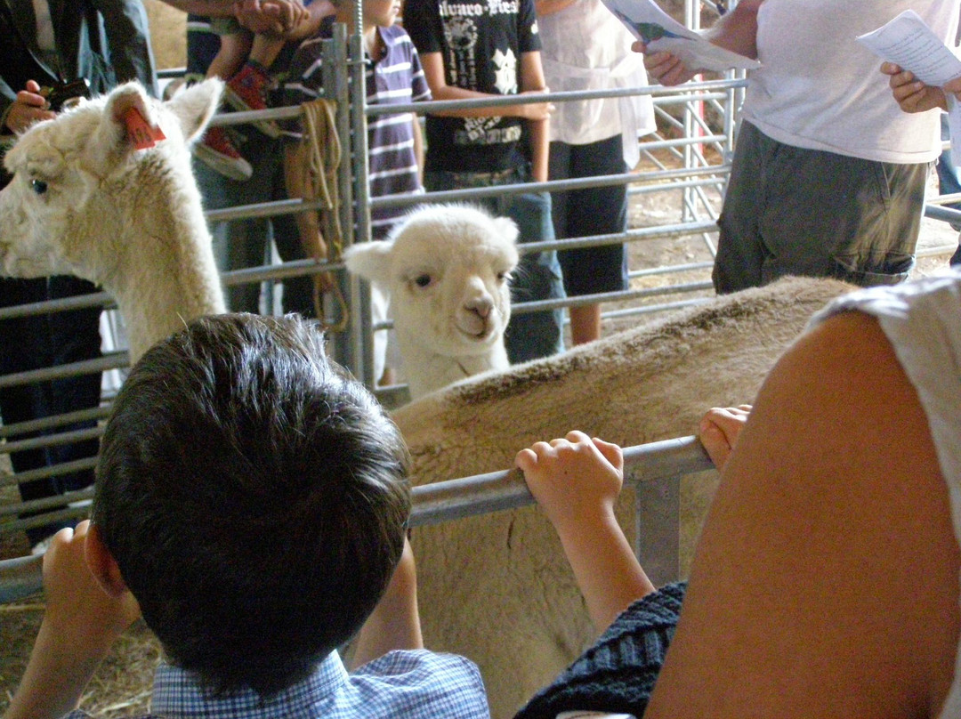 Argenton Alpacas景点图片