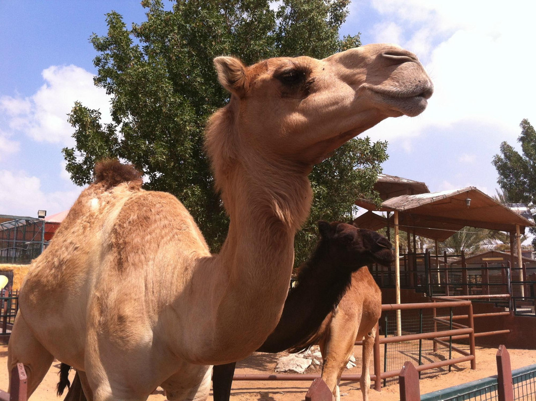 Emirates Park Zoo & Resort-阿布扎比必去景点