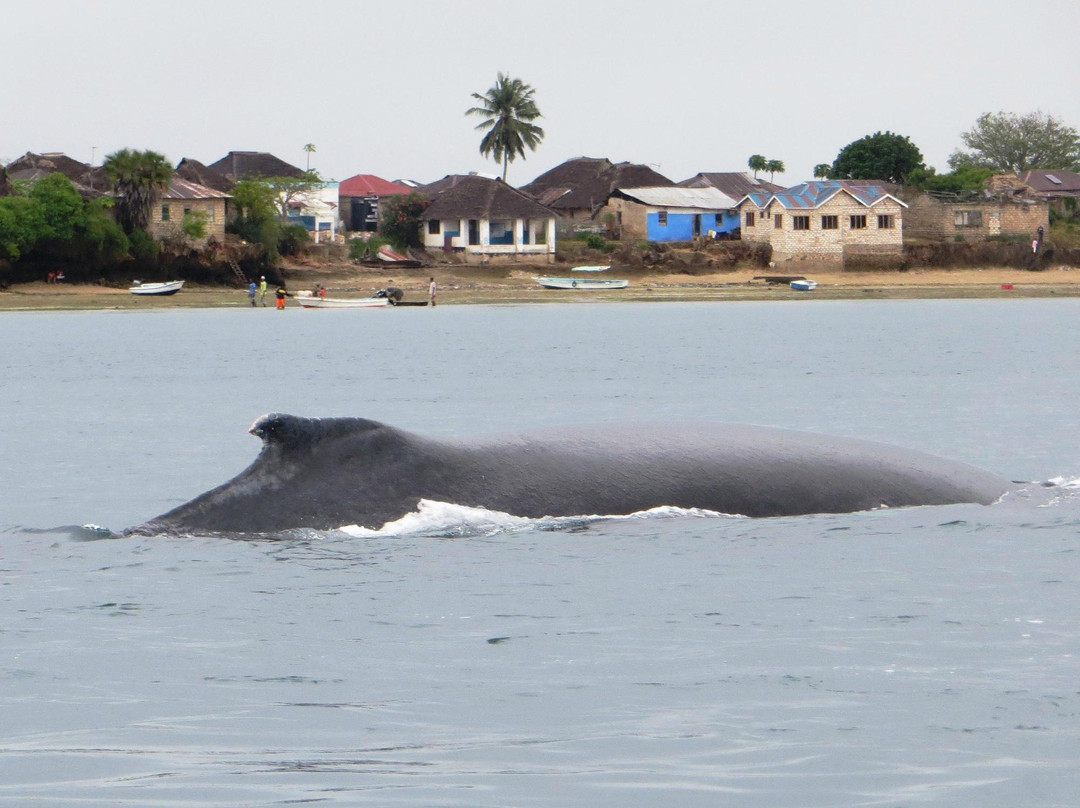 Wasini's Blue Whale Boat Operators-Wasini Island必去景点