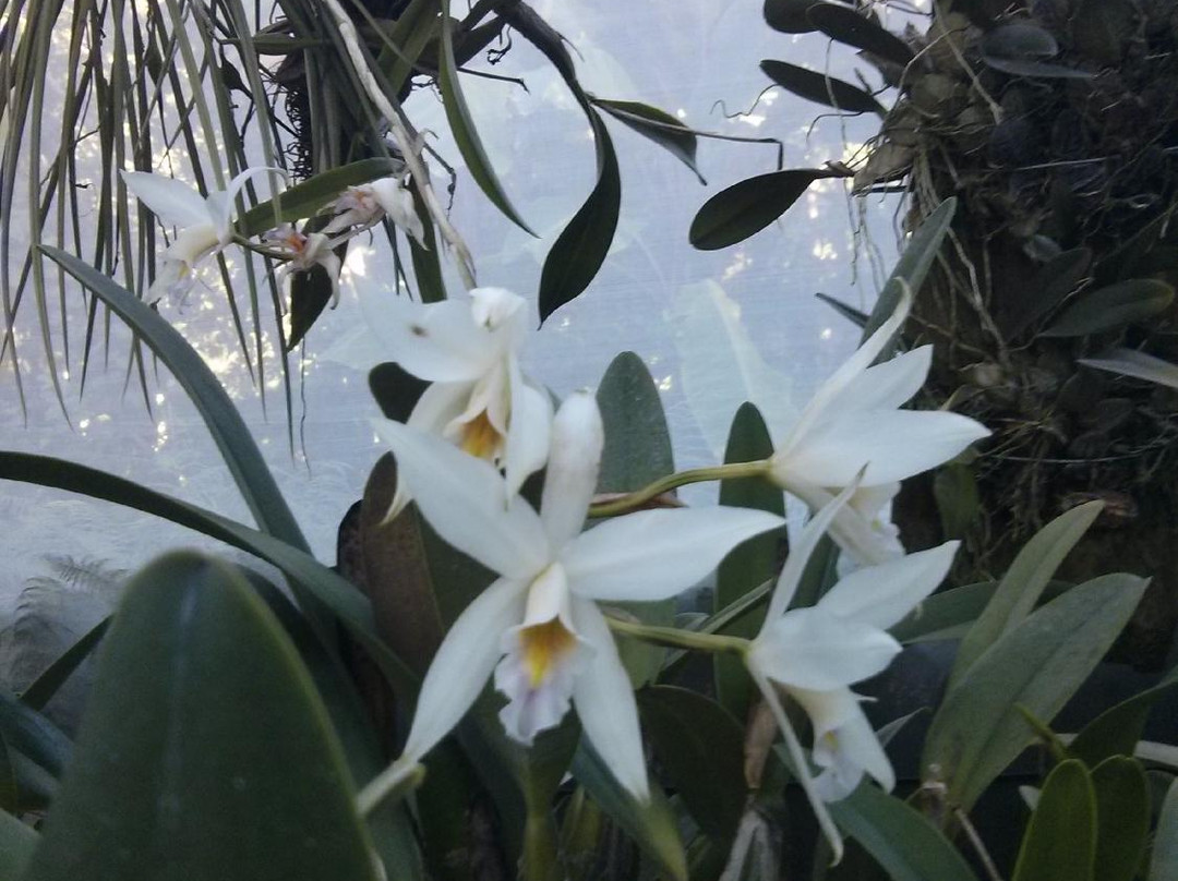 Lo de Perla Jungle Garden-旧金山必去景点