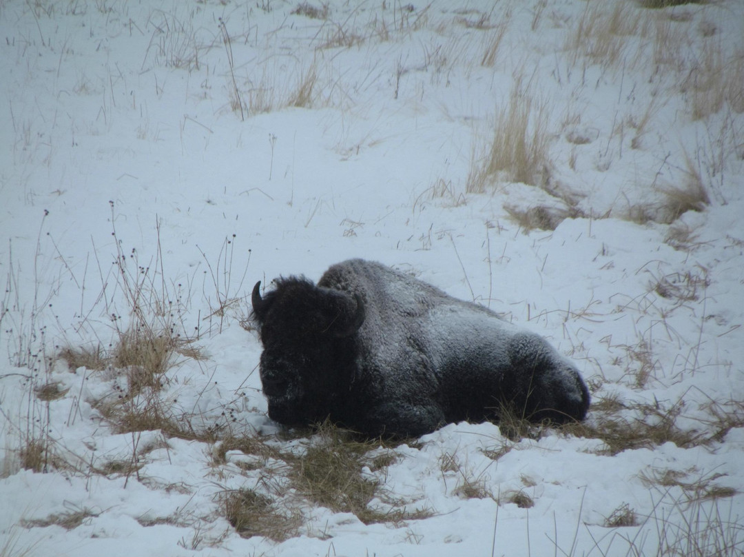 猛犸象温泉-黄石国家公园必去景点