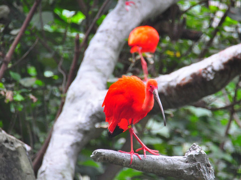香港动植物公园-香港必去景点