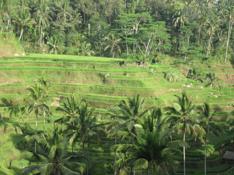 Wayan Merta - Private Tour-克罗柏坎必去景点