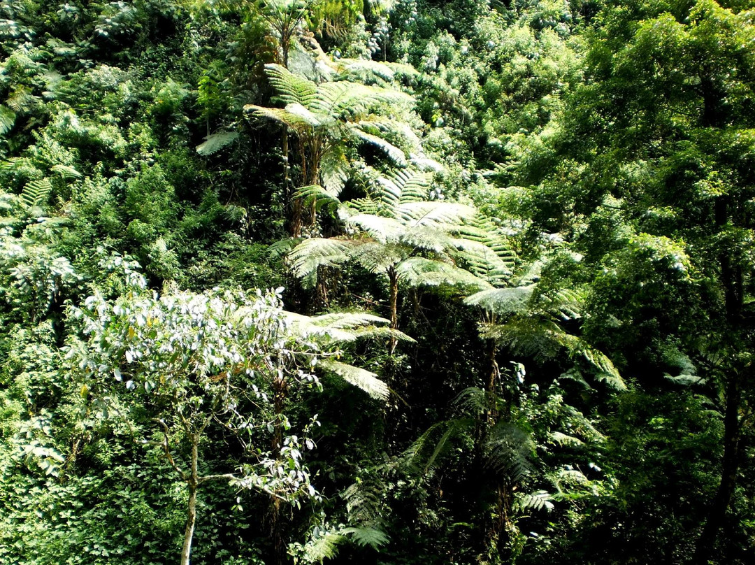 Mount Bunder-茂物必去景点