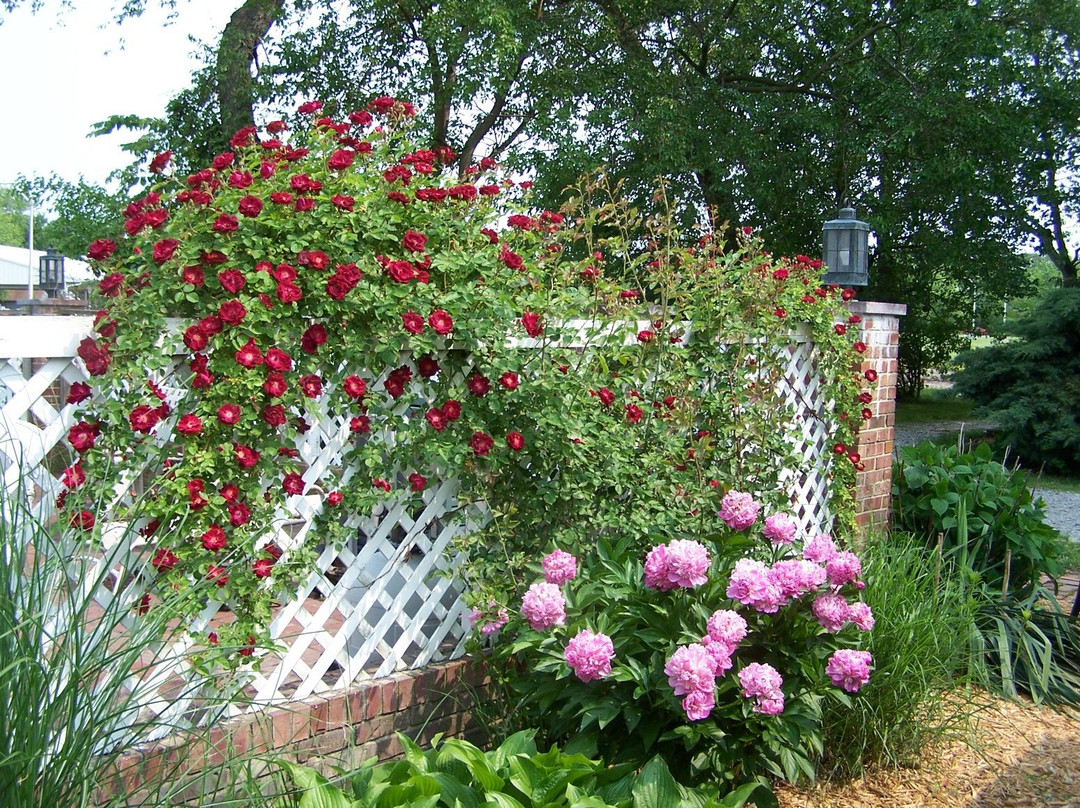 1887 Black Dog Inn主图