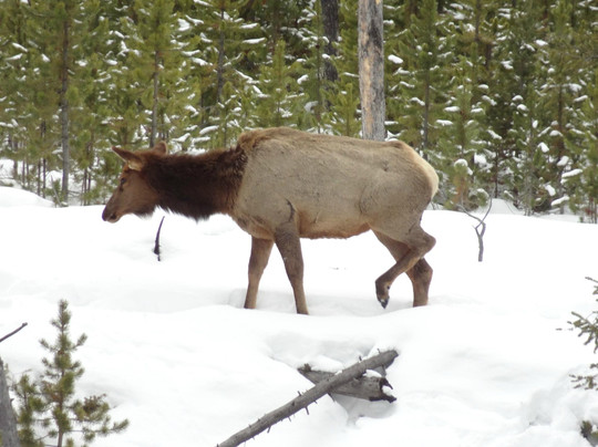 Yellowstone Tour Guides - Day Trips-西黄石镇必去景点