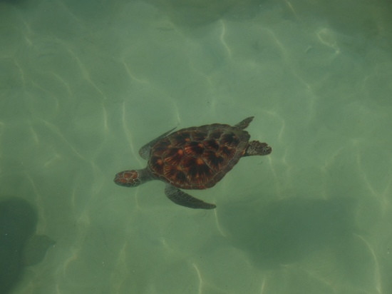 海南潜水-中潜-三亚市必去景点