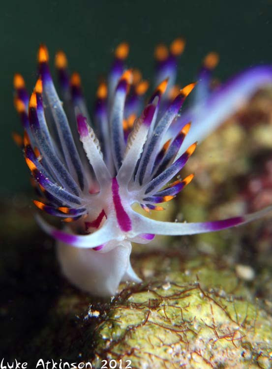 Emperor Divers Hamata-Hamata and Berenice必去景点