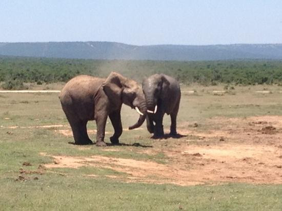 Schotia Safaris Private Game Reserve-伊丽莎白港必去景点