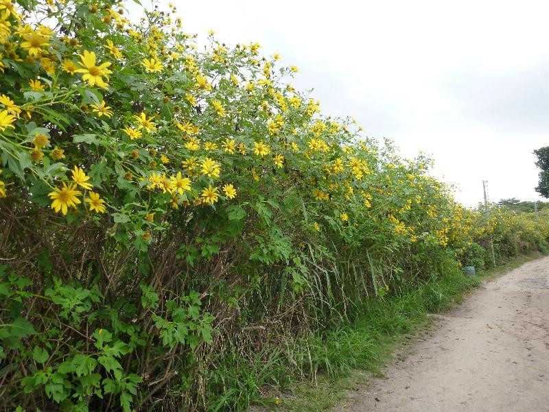 Praia Mole-弗洛里亚诺波利斯必去景点