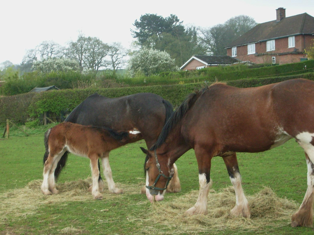 Cotebrook Shire Horse Centre-Cotebrook必去景点