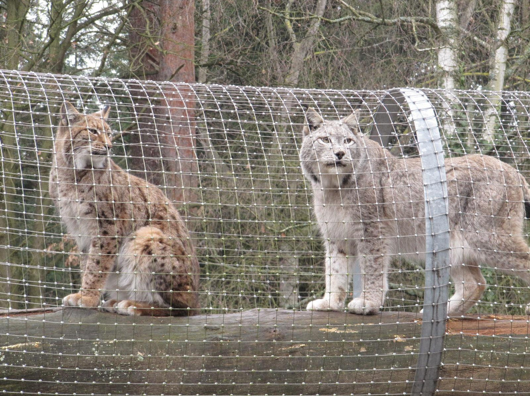 Wildpark Pforzheim-普福尔茨海姆必去景点
