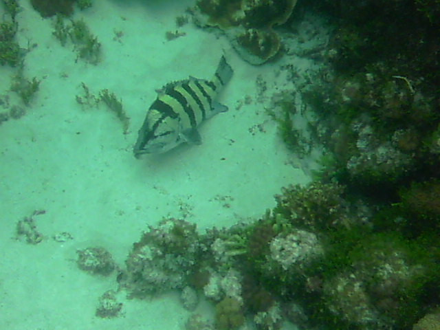 Ned's Beach-豪勋爵群岛必去景点