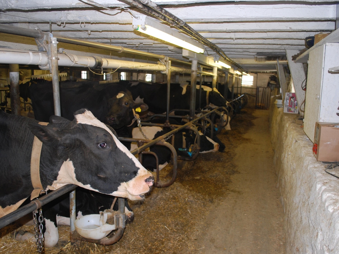 Hinchley's Dairy Farm Tours-Cambridge必去景点