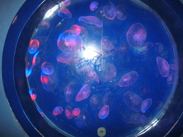 富国海底世界-北京市必去景点