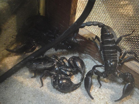 长隆飞鸟乐园-广州市必去景点