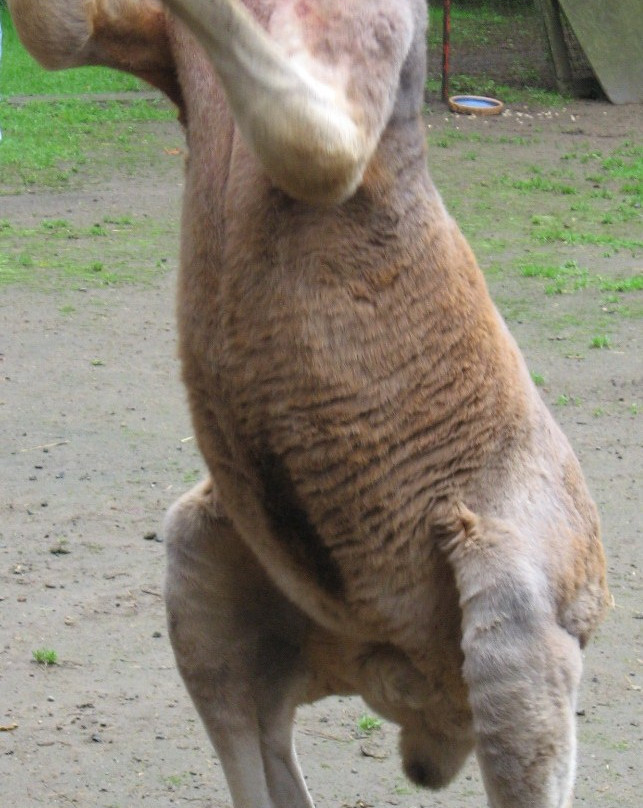 Outback Kangaroo Farm景点图片