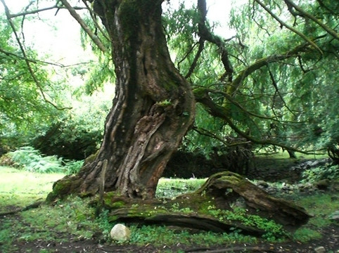 雅鲁藏布江大峡谷-米林县必去景点