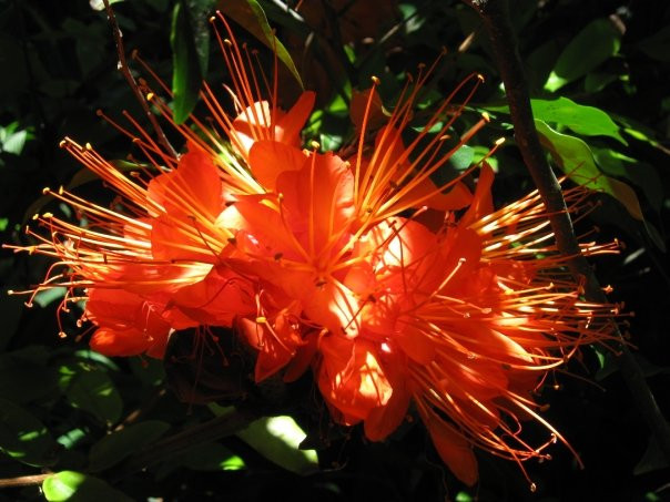 Centenary Lakes - Cairns Botanic Gardens景点图片