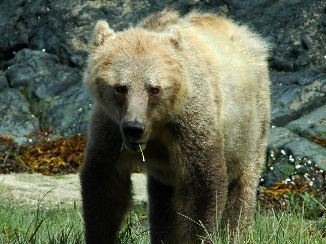 Tide Rip Grizzly Tours景点图片