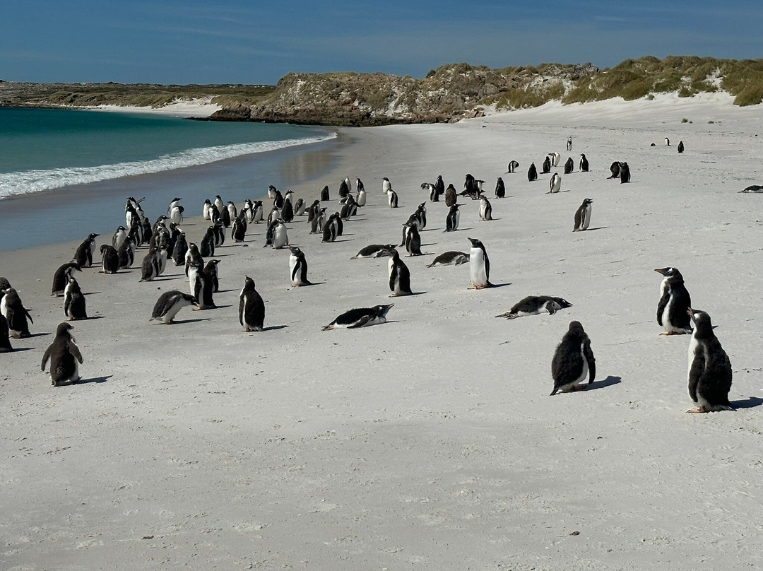 Falkland Islands Tourist Board景点图片