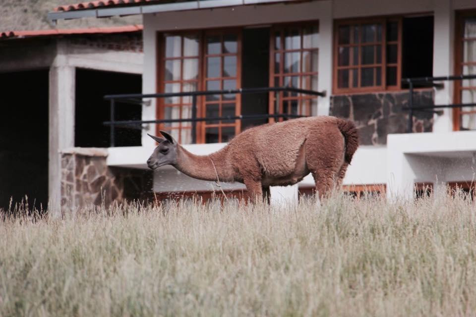 Apuvilla Luxury Ecolodge
