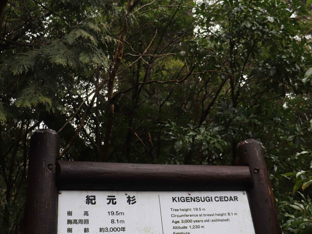 Kigensugi Cedar景点图片
