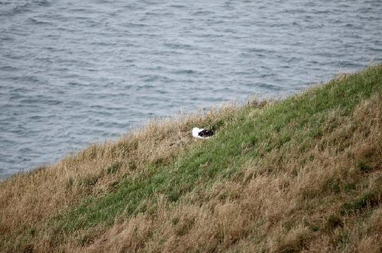 皇家信天翁中心-但尼丁必去景点