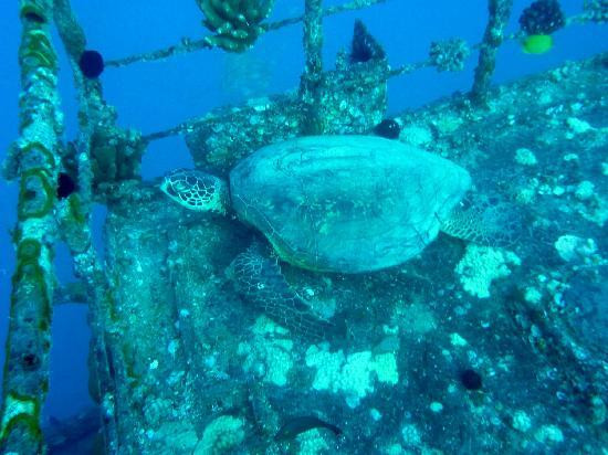 暗礁海盗潜水-火奴鲁鲁必去景点