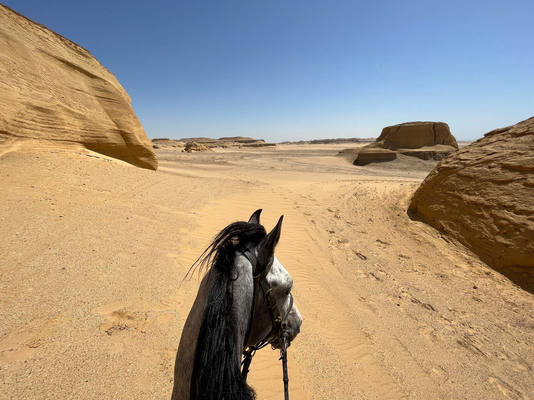 Desert Dreams-卢克索必去景点