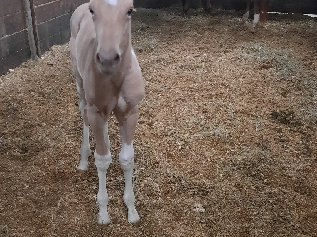 Southern Cross Ranch主图