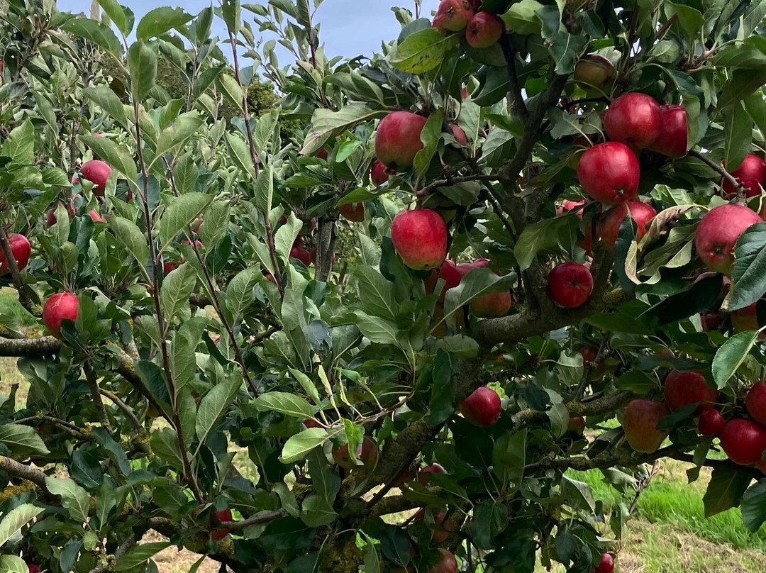 Orchard Organic Farm-牛顿阿伯里必去景点