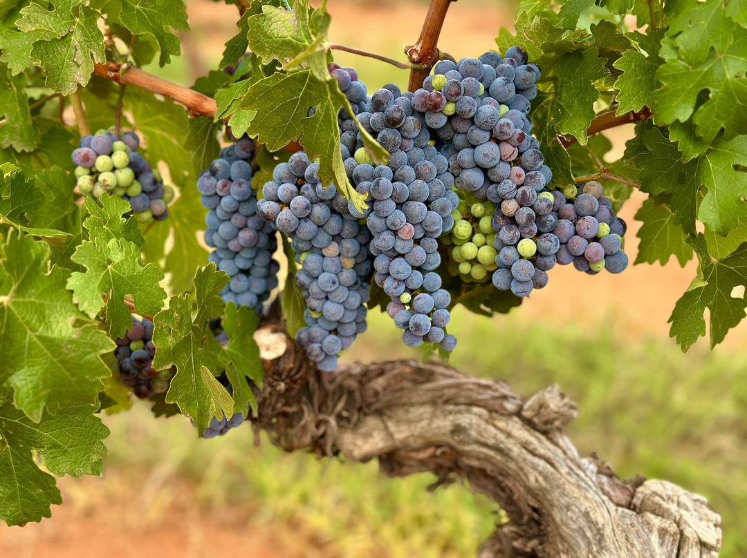 Callaghan Vineyards-Elgin必去景点