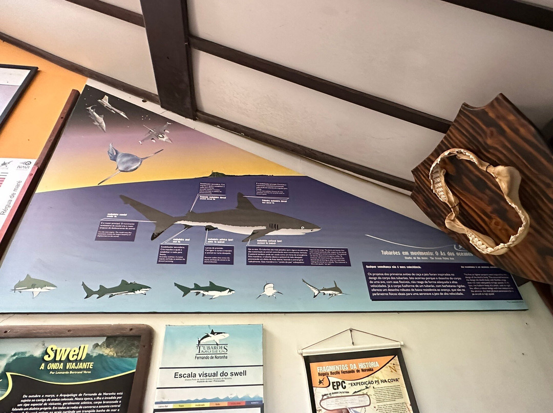 Shark Museum-费尔南多-迪诺罗尼亚群岛必去景点